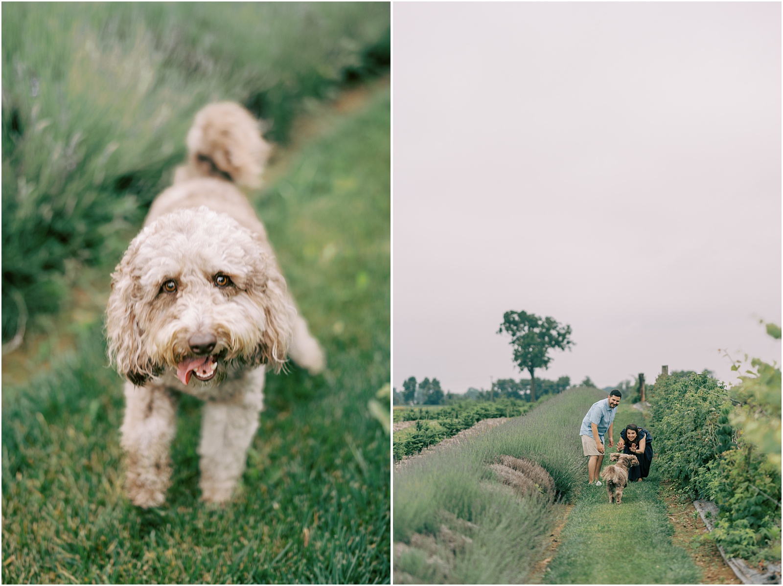 Pennsylvania Lavender Engagement Session