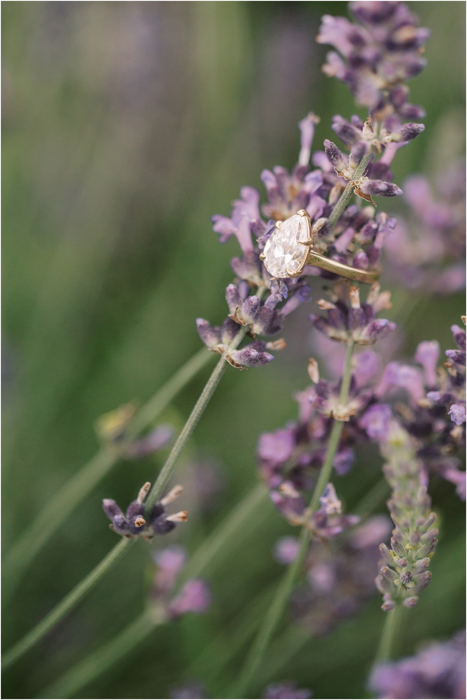 Pennsylvania Lavender Engagement Session